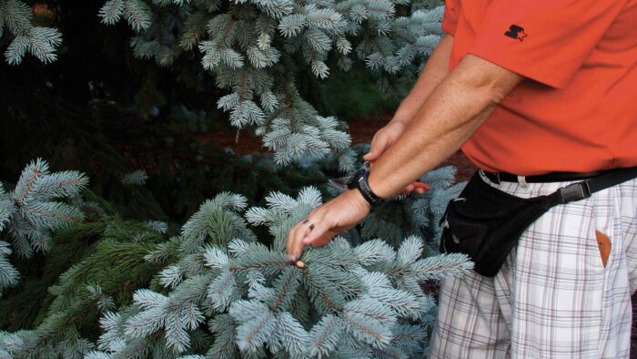 pruning a tree