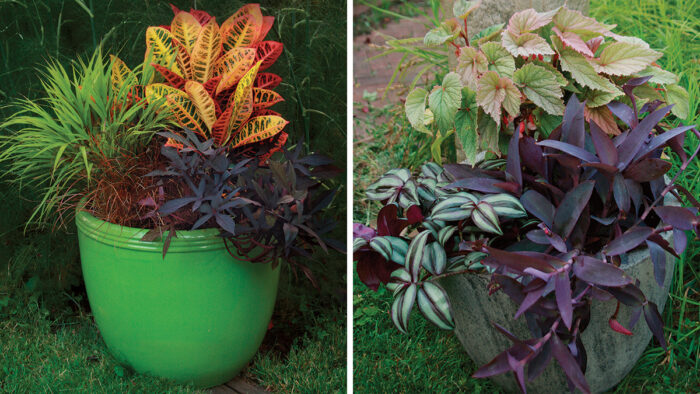 summer containers with houseplants