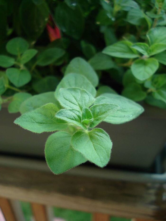 Plant some versatile oregano in your kitchen herb garden this year. Photo by Michael Lehet under the Creative Commons Attribution License 2.0.