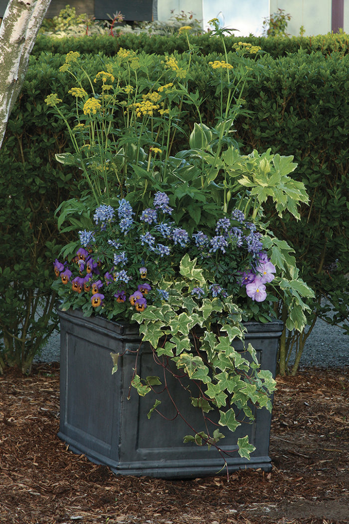 spring container with pansies