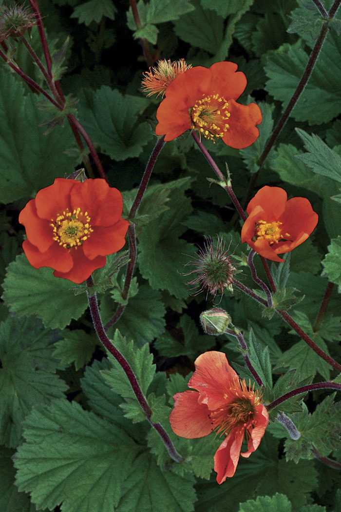 Image of Geums plant