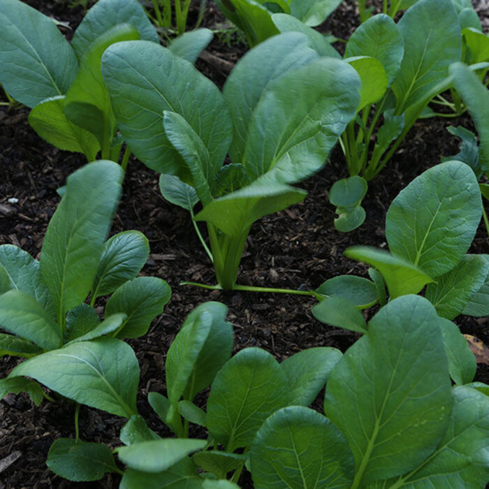 pak choi growing