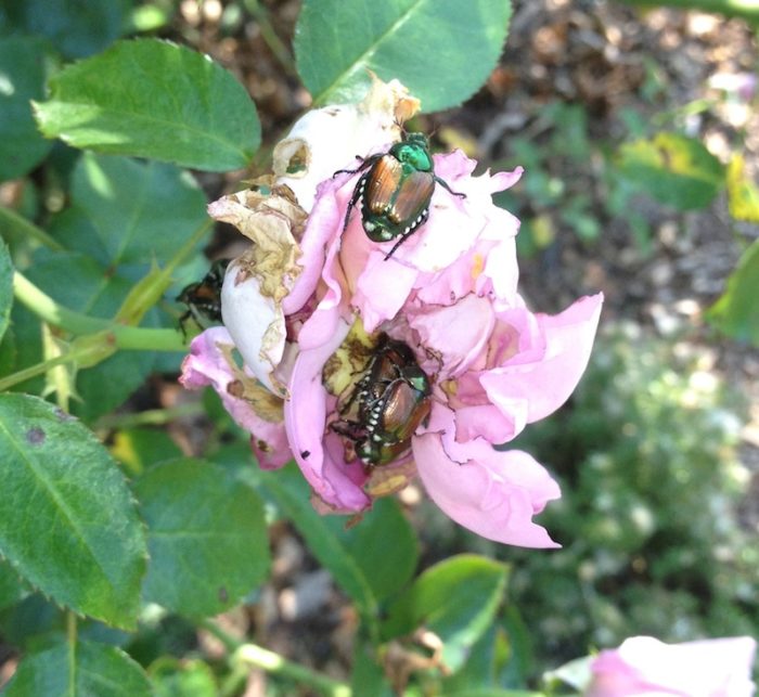 Natural organic spray to fight Japanese beetles