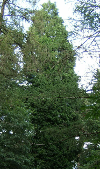 22 Impressive Pine Needle Uses You'd Never Have Thought Of