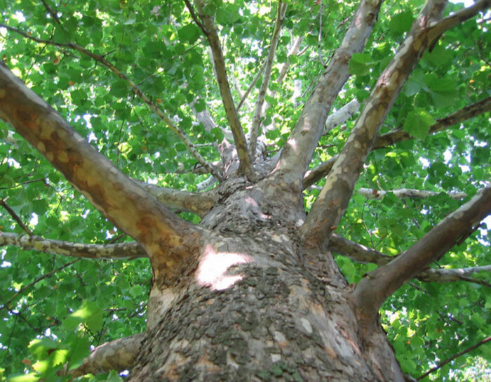 wise mystical tree everytime with more bits