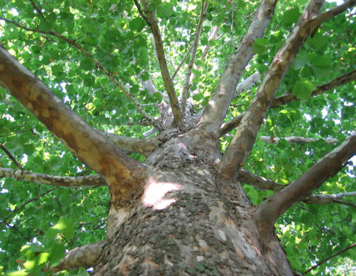 Looking up at an American sycamore