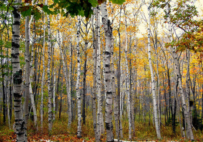 Birch tree