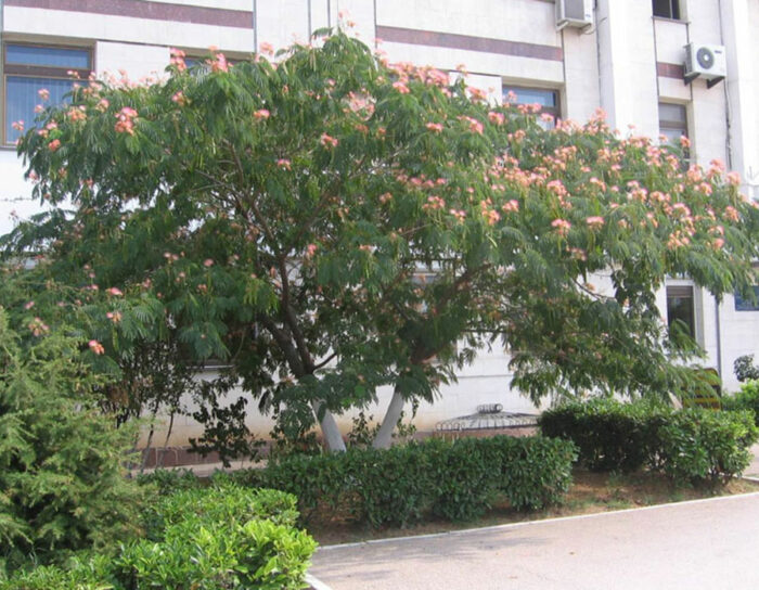 Mimosa Tree