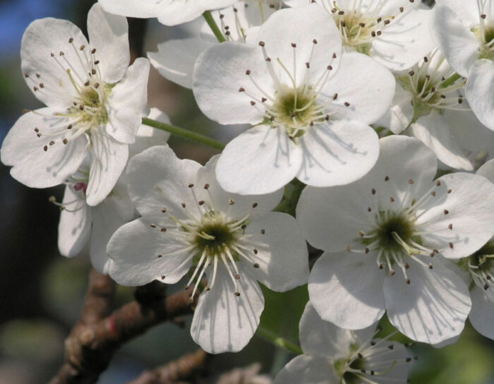 close up of Bradford pear flowers