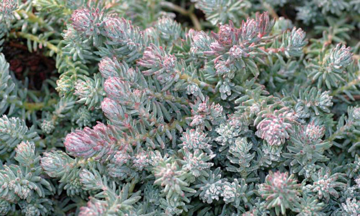 Blue Spruce Sedum