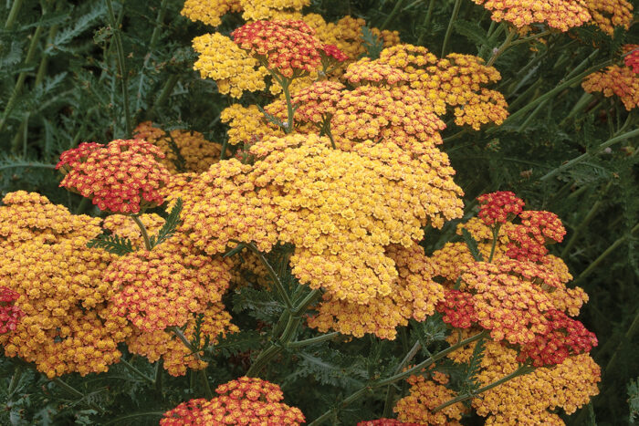 Terracotta Yarrow