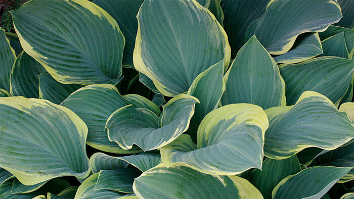 Sagae Hosta