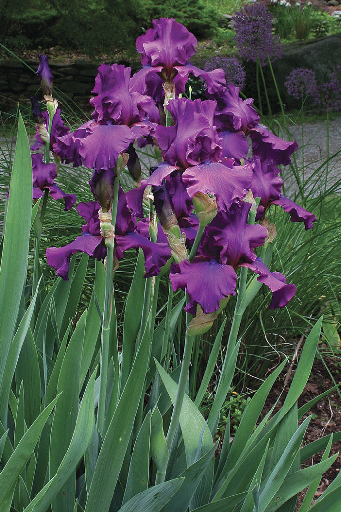 Dividing Irises - Fine Gardening