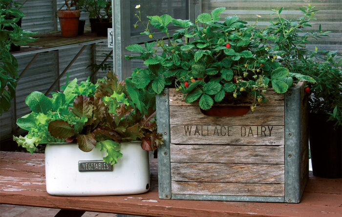 Tips for successful pots and container gardening in Texas.