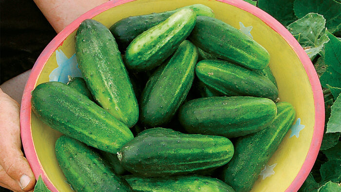 growing cucumbers