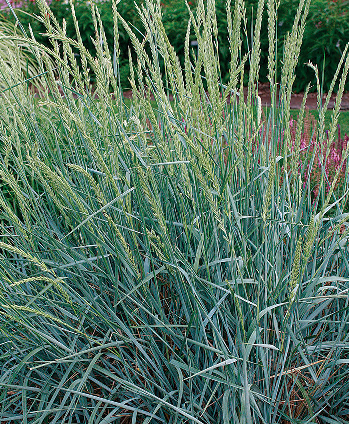 Blue wheatgrass