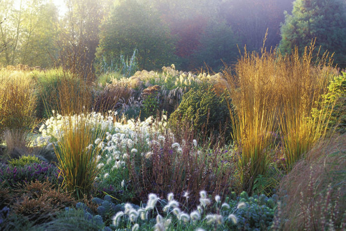 Uncommon Grasses - FineGardening