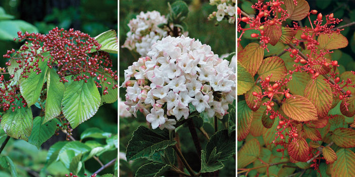 viburnum varieties