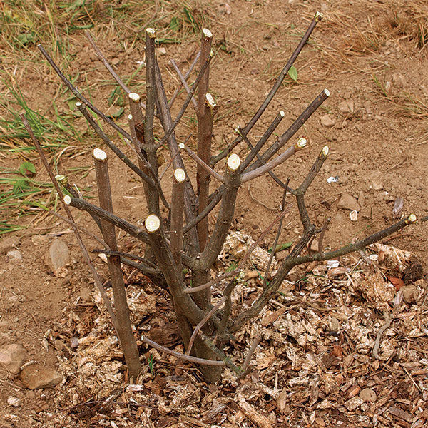 Pruned arrow-wood viburnum