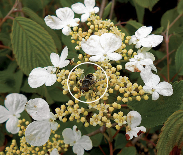 doublefile viburnum