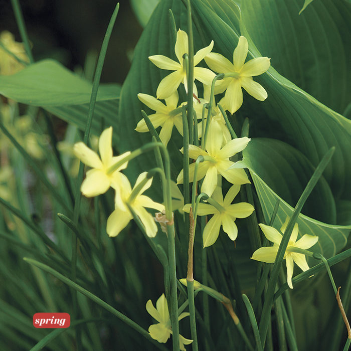 ‘Hawera’ daffodil