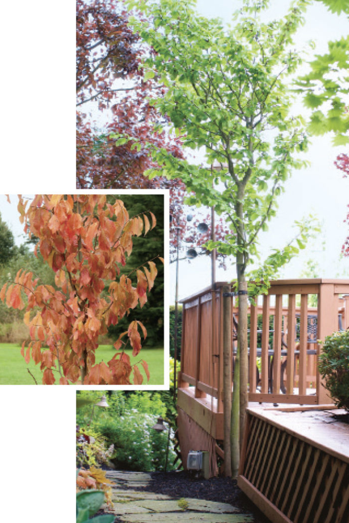 Parrotia persica ‘Ruby Vase’ Persian ironwood