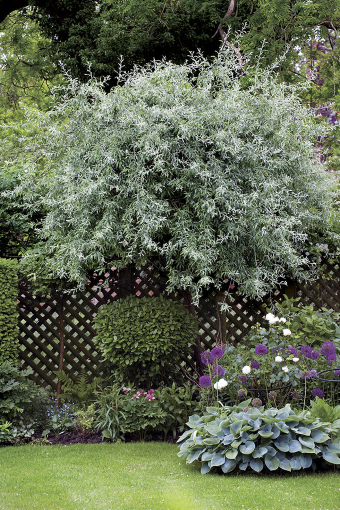 Weeping willow–leaved pear always adds some shimmer