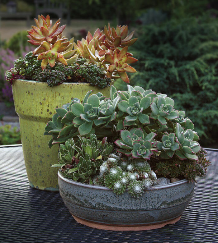 two container with various succulents