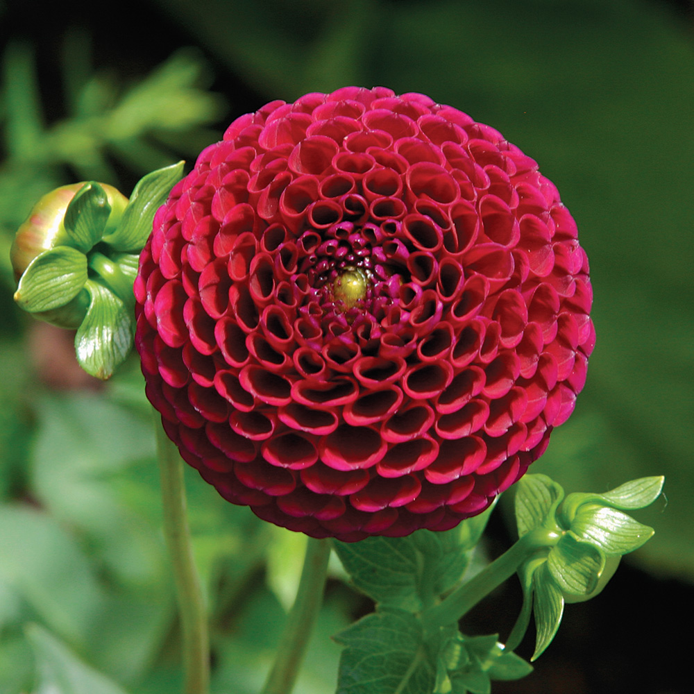 ‘Crossfield Ebony’ Dahlia