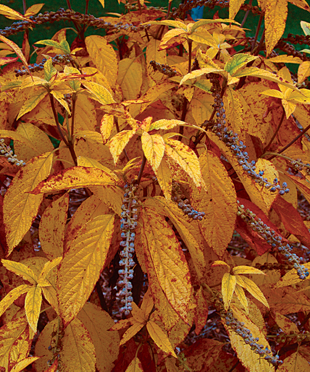 Cinnamon clethra