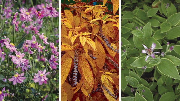 favorite fall plants