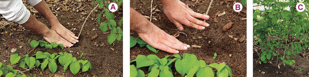 Layer shrubs