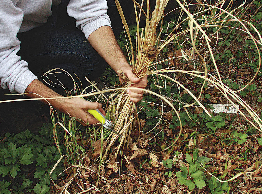 Cut back ornamental grasses