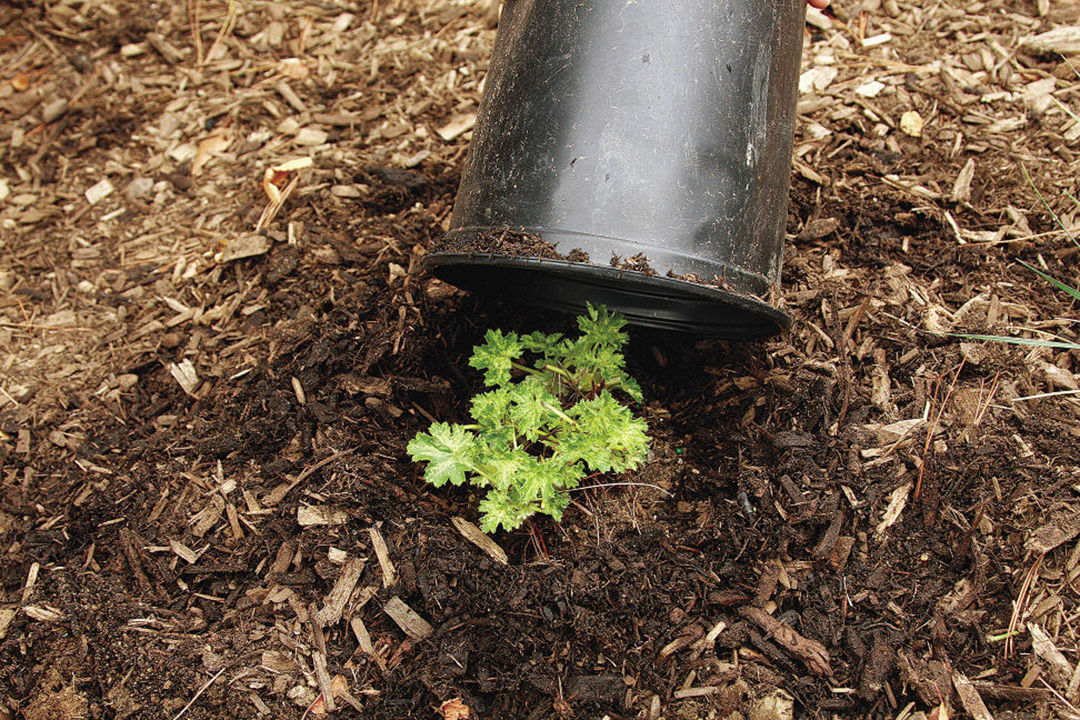 mulch your beds