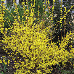 Prune spring-flowering shrubs