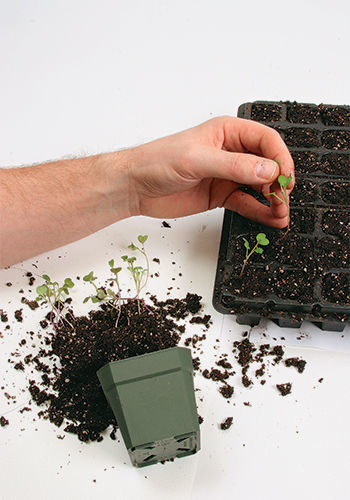 seedlings repotting