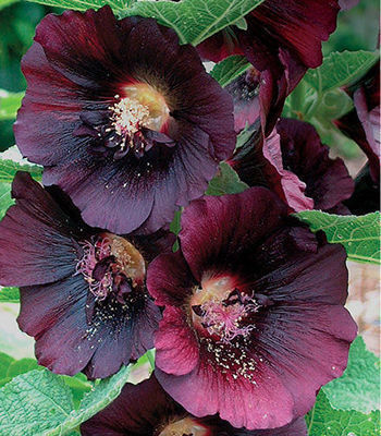 Black Hollyhock (Alcea rosea 'Nigra') in Vancouver Victoria