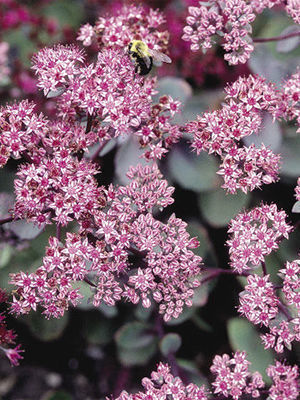 PINK FUSION™ Pretty yet tough flowering ground cover