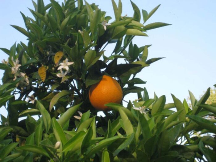 orange tree