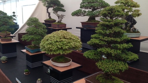 Mine (EP)  Bonsai Trees