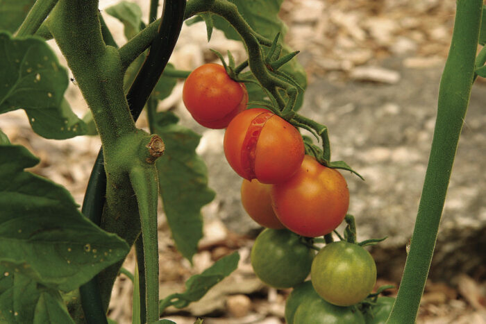 split sungold tomatoes