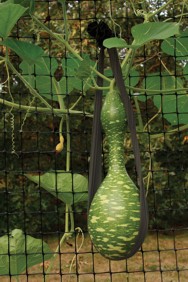 Image of Crookneck squash plant with trellis