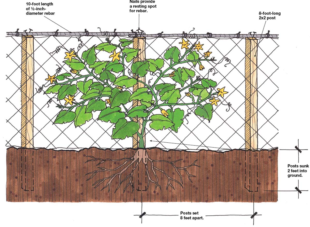 Learn How to Trellis Your Sprawling Veggies - FineGardening