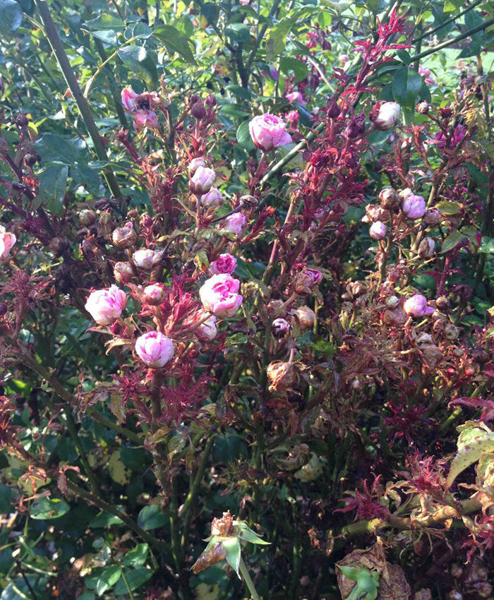 rose rosette disease