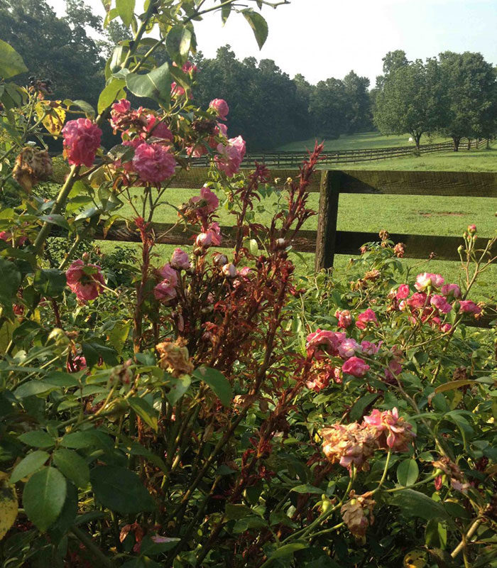 rose rosette disease