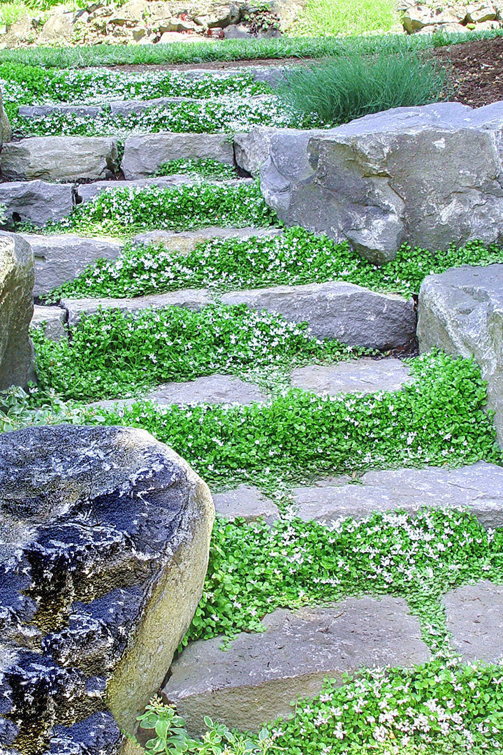 steppable ground cover