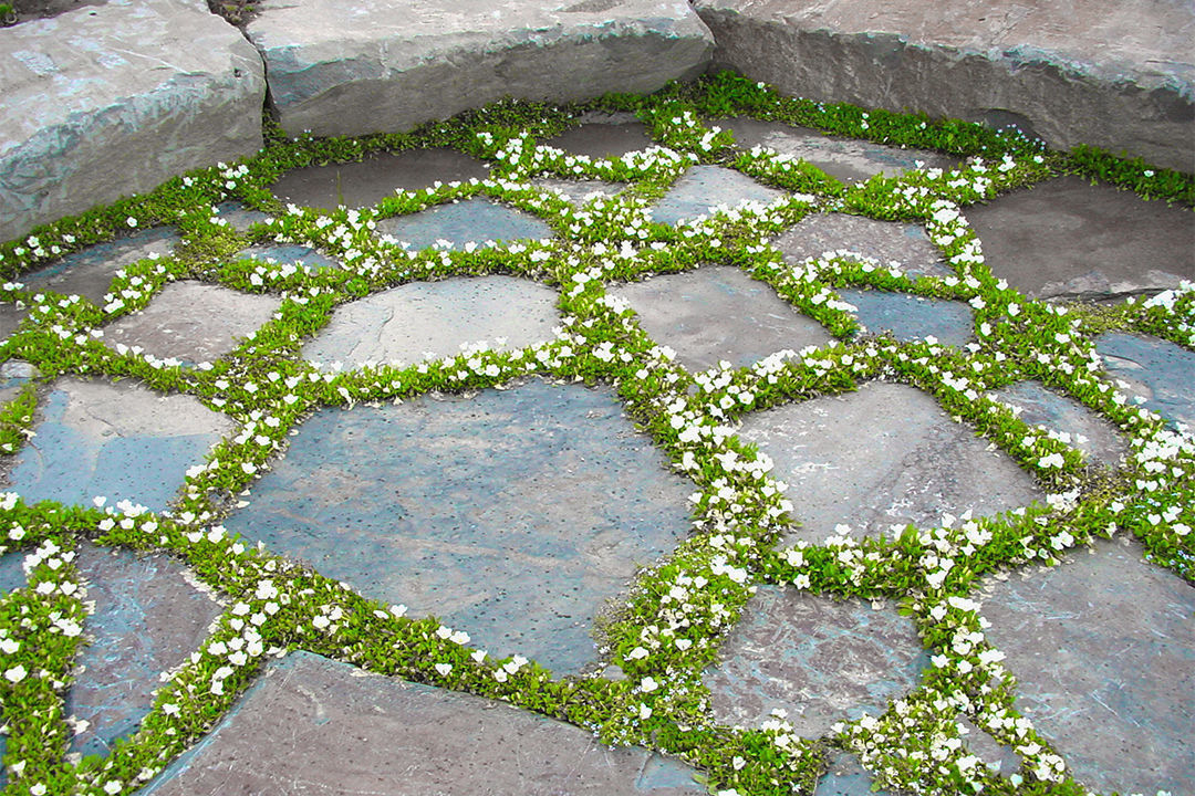 White cup flower