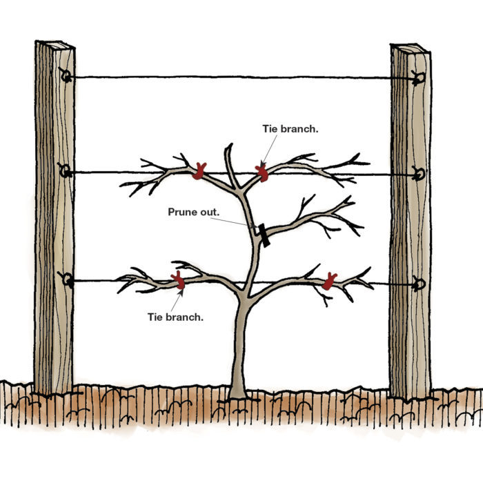 How to Tie off Tree Limbs When Cutting: Comprehensive Guide