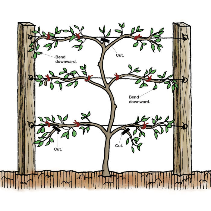 prune espalier judiciously