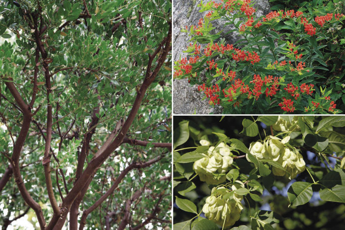 Nine Reasons to Plant an Oak - Edge Of The Woods Native Plant Nursery, LLC